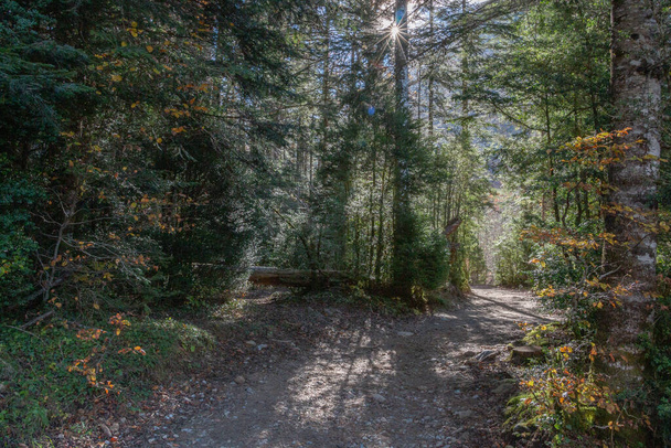 Chemin dans la forêt. - Photo, image