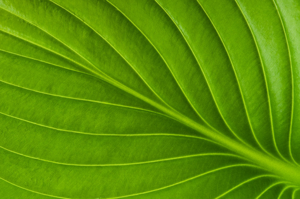 Leaf background - Photo, Image