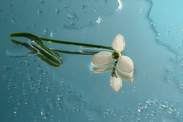 Подснежник лежит на зеркале. Вокруг капли воды цветок
 - Фото, изображение