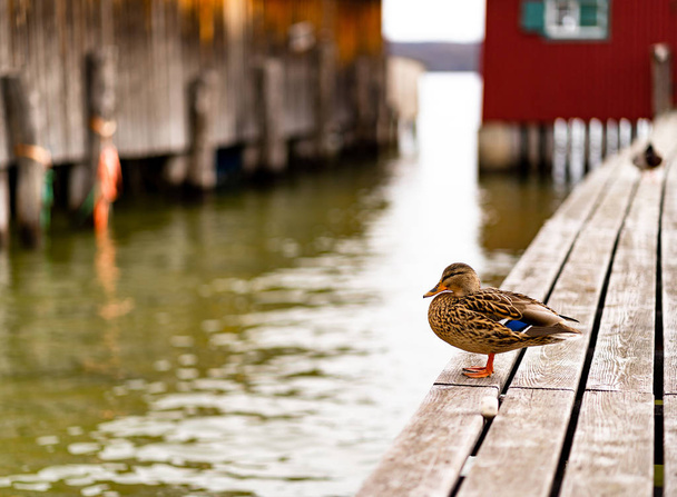 Duck on bridge to boat house - Photo, Image