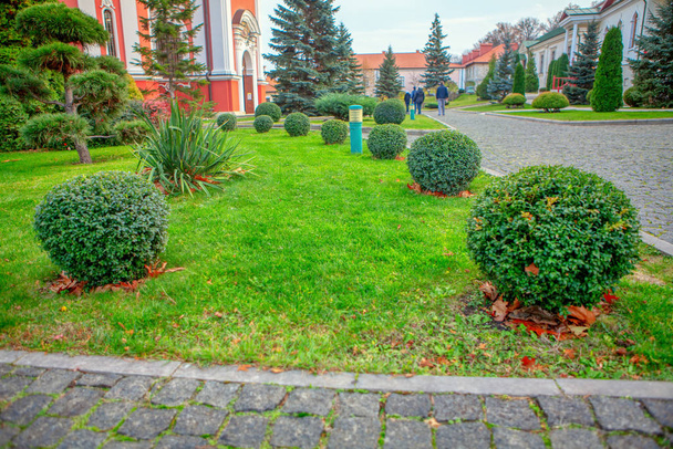 arbustos decorativos e grama verde
 - Foto, Imagem