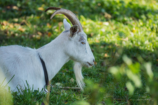  Chèvre sur l'herbe dans la cour. Chèvre blanche avec cornes
 - Photo, image