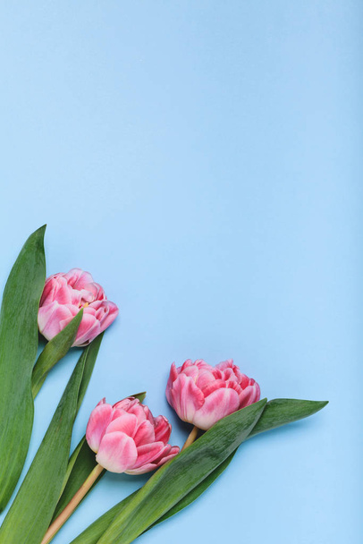 Three pink tulips on a blue background. Place for your text - Foto, imagen