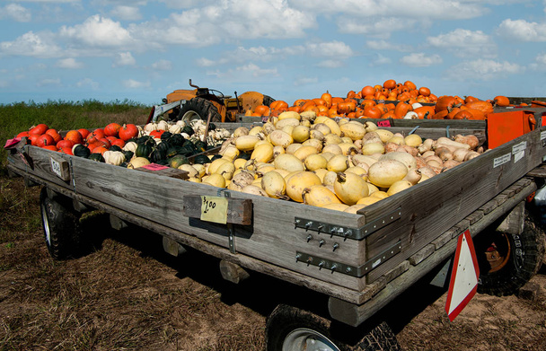 Рынок системы чести: тракторные тележки с коробками пожертвований создают придорожный фермерский рынок тыкв и сквоша в южном Висконсине
. - Фото, изображение