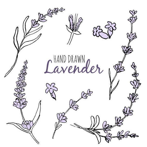 Lavender sketch vector set. Black line lavender. Vector hand drawn tea herb Illustration set. Vintage retro sketch element for labels, packaging, textile and cards design. - Vector, Imagen