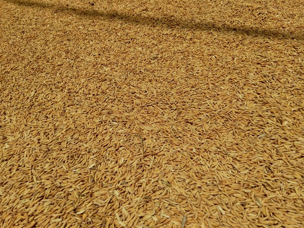 Rauwe rijst (Oryza sativa L) op natuurlijke basis - Foto, afbeelding