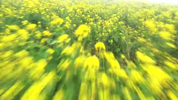 A mustárvirágok mezeje fölött repül, lassú zársebességgel, hogy elmossa a mozgást. - Felvétel, videó