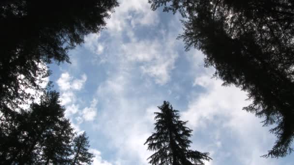 Niski kąt strzału patrząc w górę przez okno drzew leśnych odsłaniając dwa systemy pogodowe spotykające się z obu stron, w czasie rzeczywistym. - Materiał filmowy, wideo