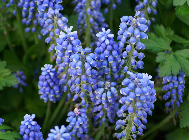 Крупним планом квіти синього винограду гіацинтів, що цвітуть на початку весни
 - Фото, зображення