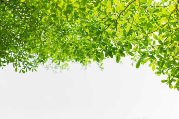 Beyaz arkaplanda güzel yeşil yaprak ve kopyalama alanı - Fotoğraf, Görsel