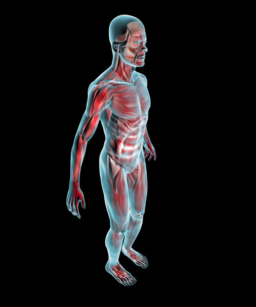 Anatomie der Muskeln - Foto, Bild