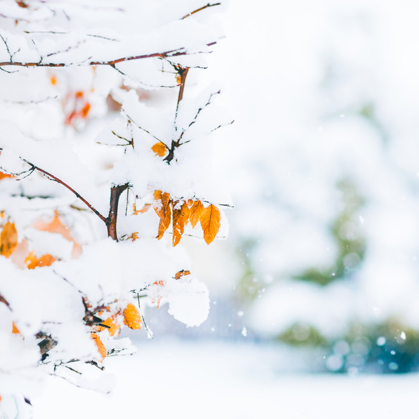 Fond de Noël composé de branches aux feuilles d'orange recouvertes
 - Photo, image