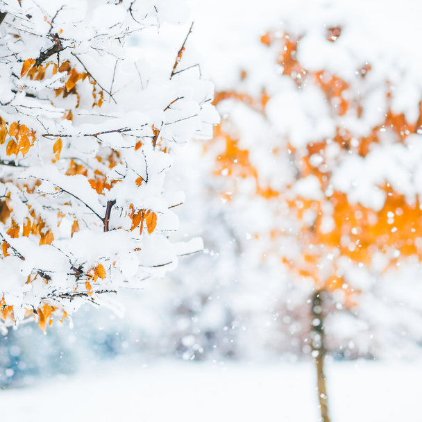 Sfondo natalizio fatto di rami con foglie d'arancia coperte
 - Foto, immagini