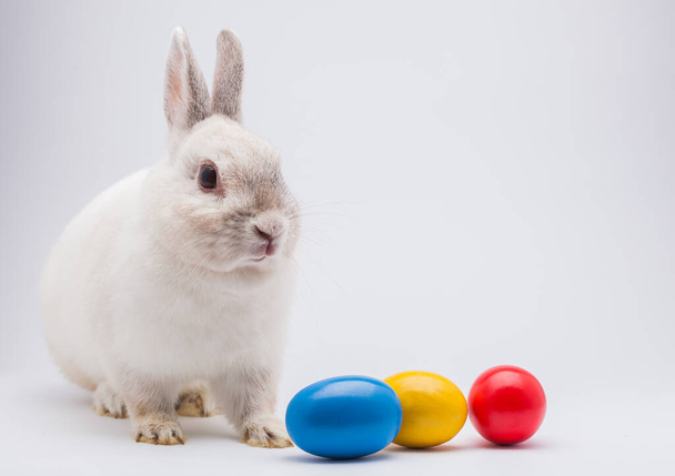 rabbit with Easter color eggs isolated on the white - Foto, imagen