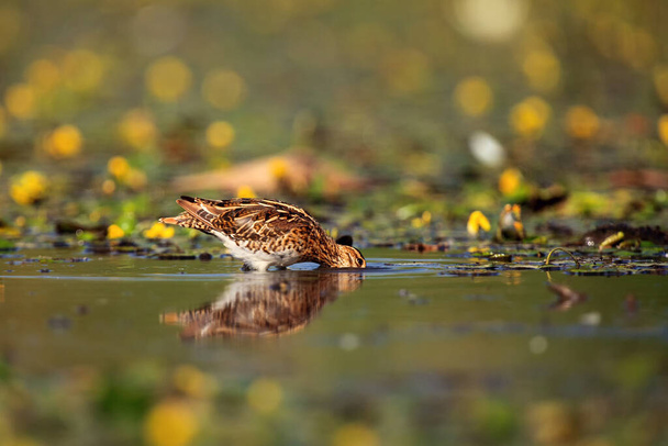 The common snipe (Gallinago gallinago) walking blossom lagoon. Water bird in the shallow pond. - Photo, Image