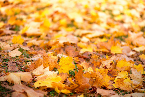 tapijt van Herfstbladeren - Foto, afbeelding