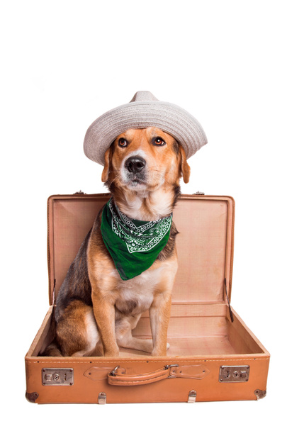 Lindo perro de raza mixta sentado en una maleta vintage, aislado en blanco
 - Foto, Imagen