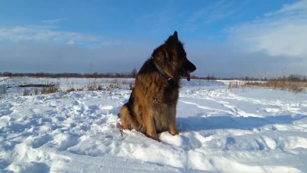 Německý ovčák sedí ve sněhu a dívá se na stranu - Záběry, video
