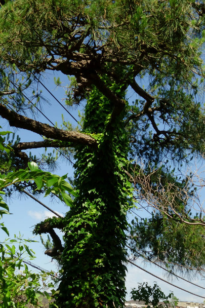 Densa, tronco de árbol cubierto de hojas de hiedra
 - Foto, Imagen