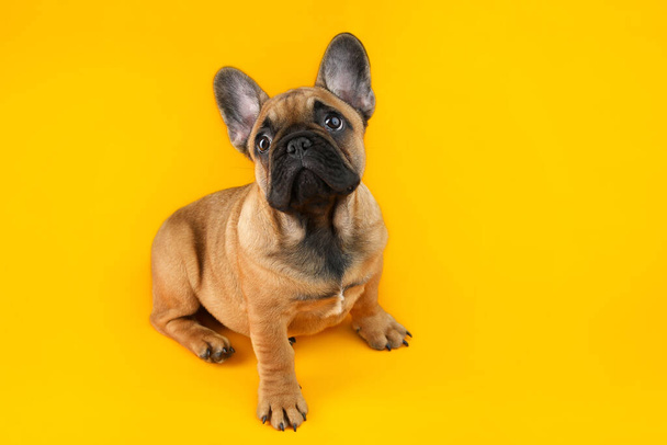 Lindo bulldog francés cachorro sobre un fondo amarillo
. - Foto, imagen