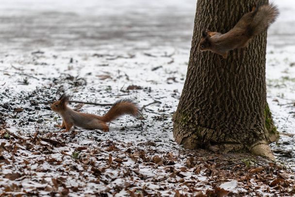 Punainen Euraasian orava puiston puussa, lähikuva
. - Valokuva, kuva