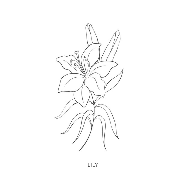 Hand drawn plant branches. Greenery design elements. Botanical logos. - Vektori, kuva
