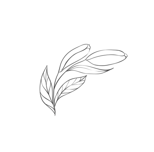 Hand drawn plant branches. Greenery design elements. Botanical logos. - Vecteur, image