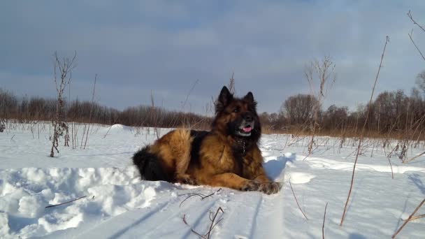 Duitse herdershond ligt in de sneeuw op een ijzige dag - Video