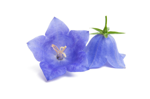 Flor de Bluebell aislada sobre fondo blanco
 - Foto, imagen