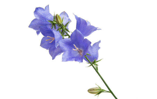 квітка блакитного кольору ізольована на білому тлі
 - Фото, зображення