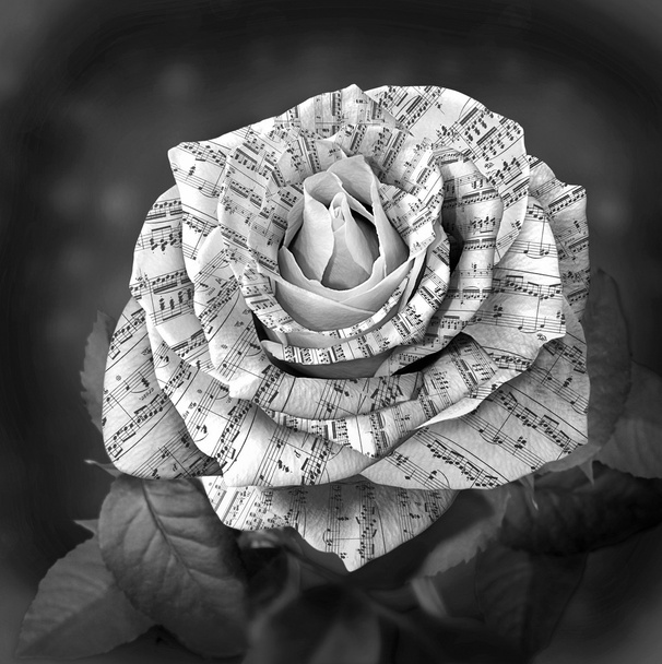 Красивая черно-белая роза с запиской на лепестках
 - Фото, изображение
