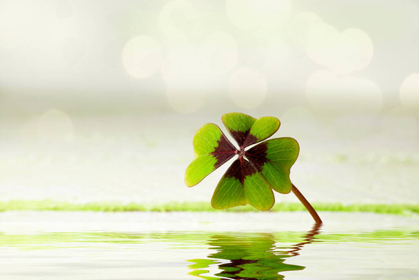 a four-leaf clover grows from wood underground, background concept - 写真・画像