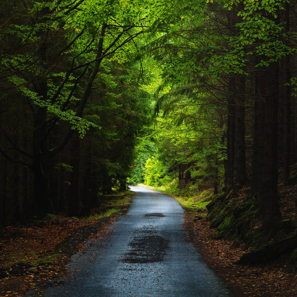 Bela vista sobre uma estrada reta na madeira escura
 - Foto, Imagem