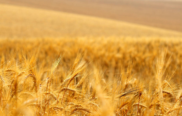 Campo d'oro di grano
 - Foto, immagini