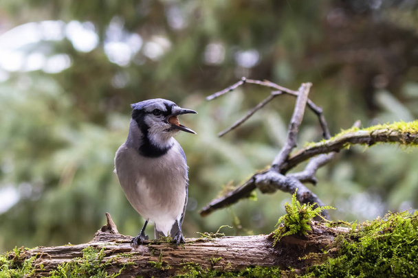 Azulejo sentado en una rama cerca del comedero de aves
. - Foto, Imagen