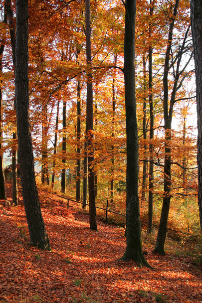 autumn forest scenery - Foto, Imagen