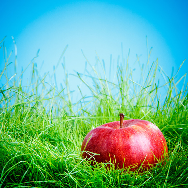 Apple on the grass - Фото, изображение