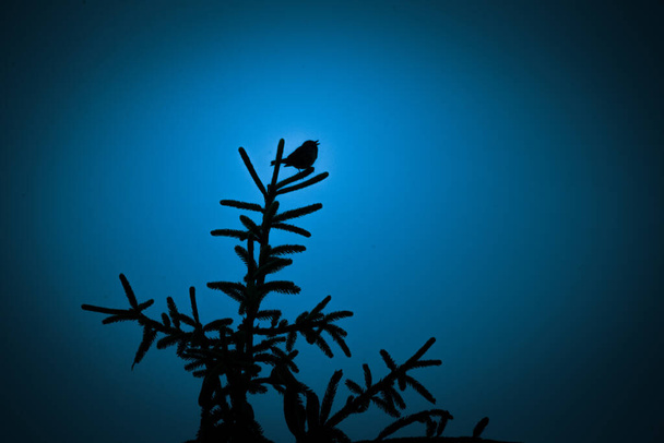 Egy gyönyörű sötét sziluett egy kis éneklő madár ellen a kék ég este. Tiszta, monokróm megjelenés. - Fotó, kép