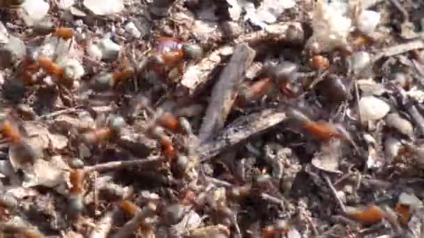 czerwony drewno mrówki (Formica rufa) zbliżenie na gniazdo mrówki - Materiał filmowy, wideo