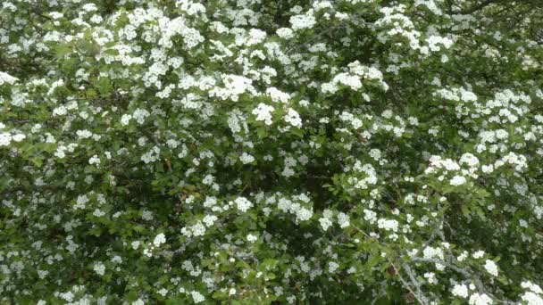 meidoorn (Crateagus monogyna) in bloem 4k - Video