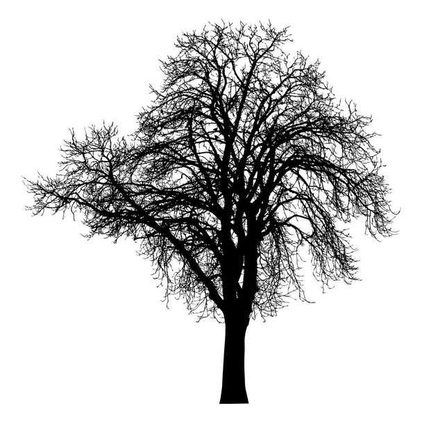 Sylwetka drzewa z gołymi gałęziami. Zimowe drzewo krajobrazowe, odizolowane - Wektor, obraz