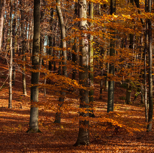 Autumn forest - Φωτογραφία, εικόνα