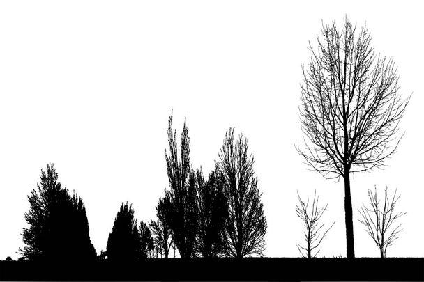 Silhouette of tree,and trees bush with bare branches. Winter scenery trees afar landscape and black space for text, isolated  - Vector, Image