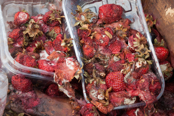 Rotten garden strawberries on the landfill. Plastic containers and cardboard boxes. Pile of garbage. - Photo, Image