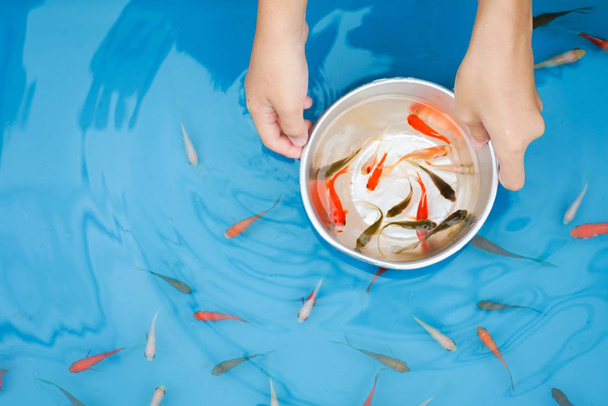 Immagine della salvezza dei pesci rossi della festa estiva
 - Foto, immagini