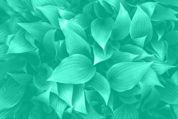 Nature concept. Top view. Green leaves texture in mint color. Trendy green and turquoise color. Tropical leaf background. - 写真・画像