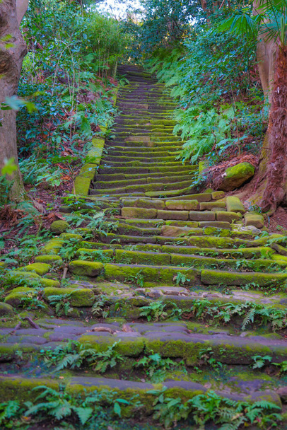 Лестницы из заплесневелых камней из мха
 - Фото, изображение