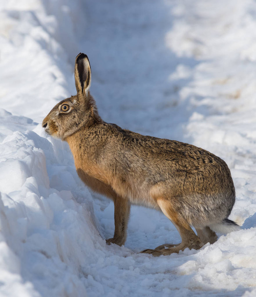 Gray wild rabbit (hare) in his natural habitat, in a cold winter day - Photo, Image