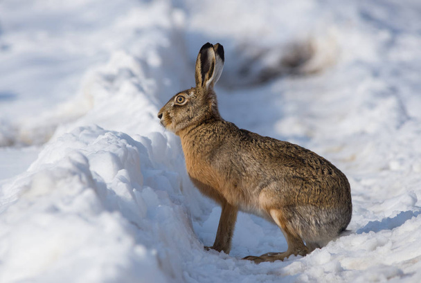 Grijze wilde konijn (haas) in zijn natuurlijke habitat, in een koude winterdag - Foto, afbeelding