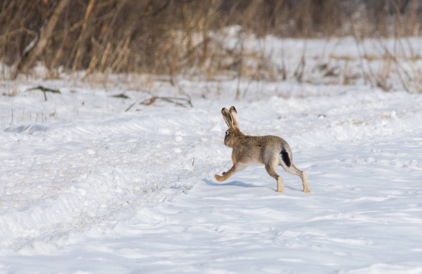 Harmaa villikani (jänis) luonnollisessa elinympäristössään kylmänä talvipäivänä
 - Valokuva, kuva